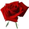 Роза красная (5)
