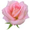 Розы розовые (5)